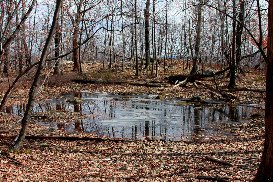 Norvin Green State Forest 